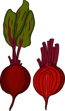 Pancar kökü, el çizimi renkli vektör çizimi. Kırmızı pancar bütün, kes, kes.