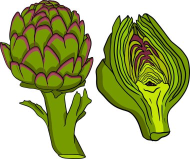 Enginar tomurcuğu. Sağlıklı, taze, çiftlik sebzeleri. Beyaz arkaplanda el çizimi enginar izole.