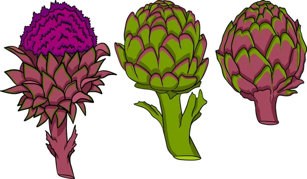 Artichoke Bud Sehat Segar Sayuran Pertanian Artichoke Gambar Tangan Terisolasi — Stok Foto