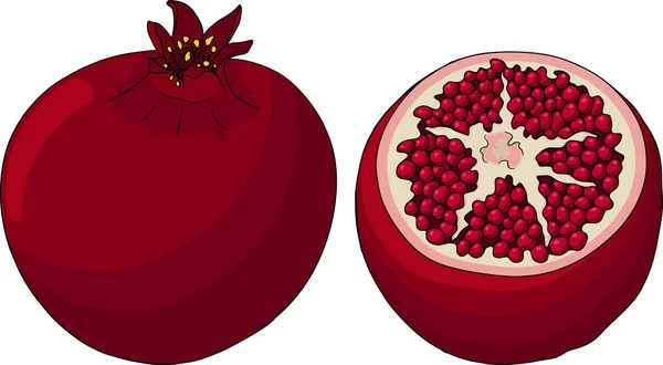 Ilustrasi vektor berwarna delima pada latar belakang putih. Gambar makanan vegetarian. Buah garnet matang dengan biji - Stok Vektor