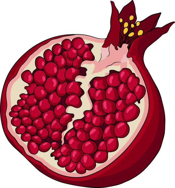 Pomegranate colored vector illustration on white background. Vegetarian food drawing. Ripe garnet fruit with seeds — Vetor de Stock