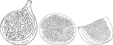 Vector figs. Fruit product for juice or jam label, packaging sticker, grocery shop tag, farm store and coloring pages. Fresh cartoon fig isolated on white background. 