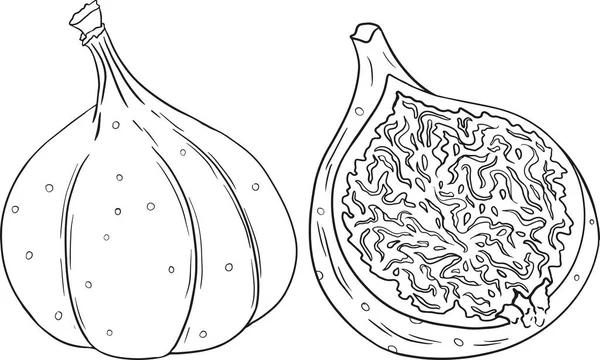 Vektör incirler. Meyve suyu veya reçel etiketi, ambalaj etiketi, market etiketi, çiftlik mağazası ve boyama sayfaları için meyve ürünü. Beyaz arkaplanda taze incir karikatürü izole edildi. 