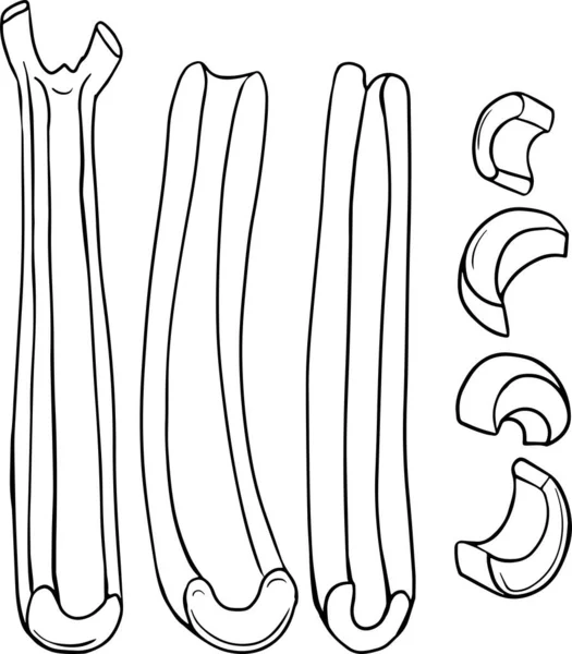 Celery hand drawn vector illustration. Coloring pages. Farm product — Image vectorielle