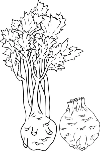Celery hand drawn vector illustration. Coloring pages. Farm product —  Vetores de Stock