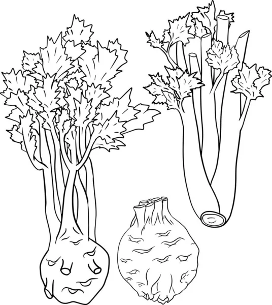 Celery hand drawn vector illustration. Coloring pages. Farm product — 스톡 벡터