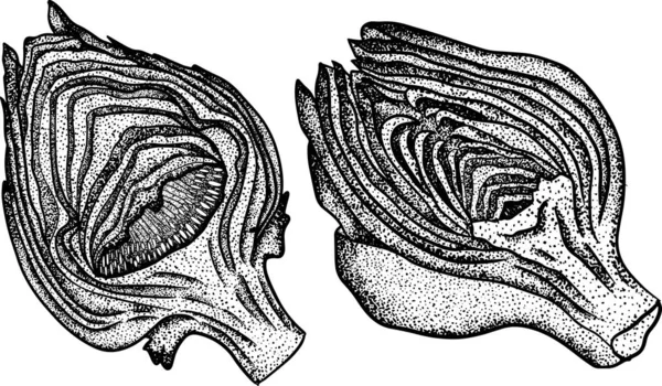 Brote Alcachofa Vegetales Sanos Frescos Granja Alcachofa Dibujada Mano Aislada — Archivo Imágenes Vectoriales