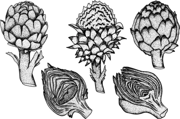 Артишоки Здоровые Свежие Сельскохозяйственные Овощи Ручной Артишок Белом Фоне — стоковый вектор