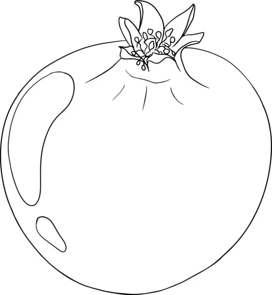 Illustration Vectorielle Grenade Sur Fond Blanc Coloriages Dessin Végétarien Grenat — Image vectorielle