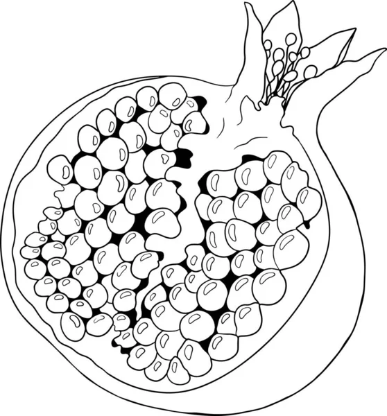 白色背景上的石榴石矢量图解 彩色页面 素食画 成熟的石榴果与种子 矢量说明 — 图库矢量图片