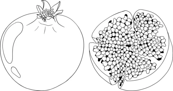 白色の背景にザクロベクトルイラスト ぬり絵だ ベジタリアンフードドローイング 種子でガーネット果実を熟す ベクターイラスト — ストックベクタ
