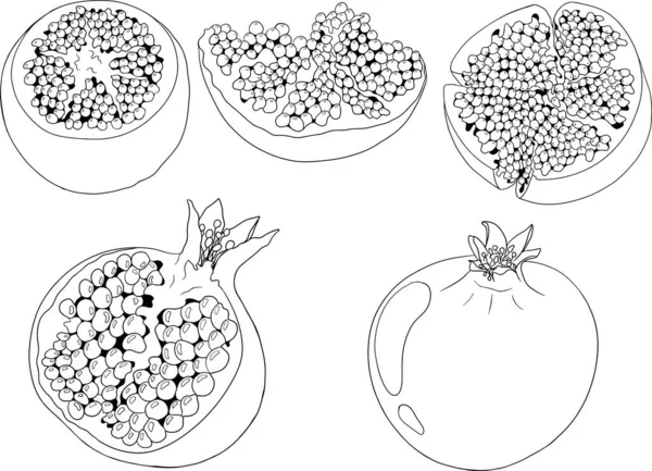 Granaatappel Vector Illustratie Witte Achtergrond Kleurplaten Vegetarische Voedseltekening Rijp Granaatvruchten — Stockvector