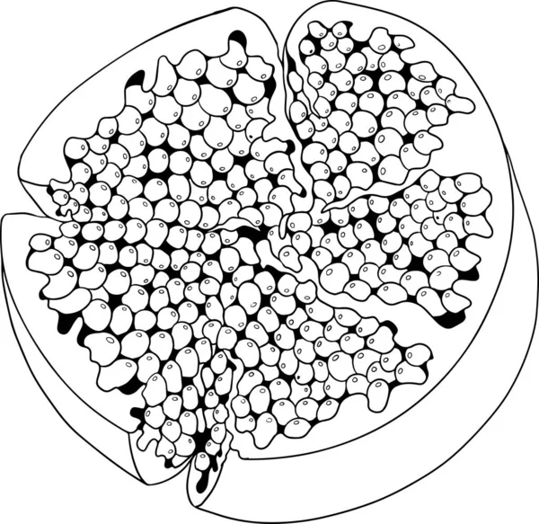 Granatäpple Vektor Illustration Vit Bakgrund Färgläggningssidor Vegetarisk Matteckning Mogna Granatfrukter — Stock vektor