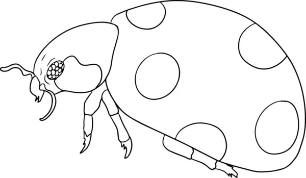 Ladybug Beetles Coloring Pages Detailed Illustration Bugs Vector Hand Drawn — Stok Vektör