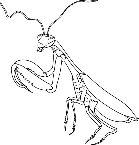 Mantis Beetles Coloring Pages Detailed Illustration Bugs Vector Hand Drawn — Stock Vector