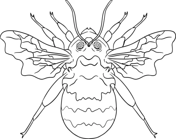Bumblebee Beetles Coloring Pages Detailed Illustration Bugs Vector Hand Drawn — 图库矢量图片