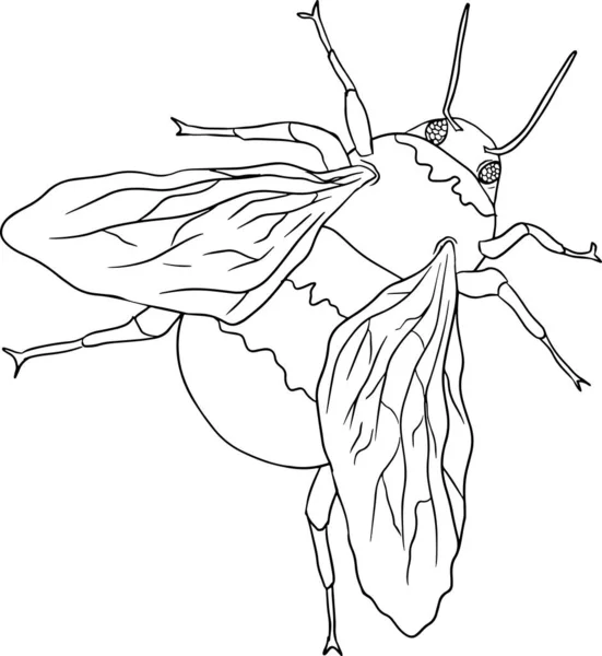 Bumblebee Halaman Pewarnaan Kumbang Kumbang Ilustrasi Yang Rinci Vektor Gambar - Stok Vektor