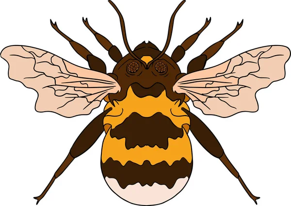 Beetles Colored Illustration Detailed Illustration Bugs Vector Hand Drawn Painting — Stok Vektör