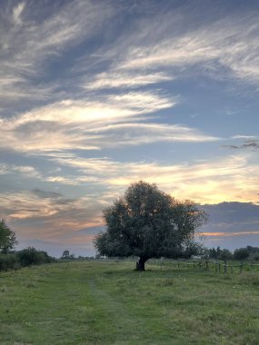 Rare Elaeagnus tree in the European steppes. High quality photo