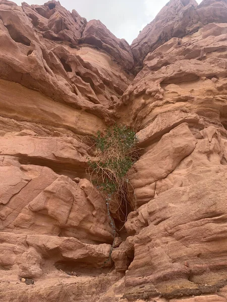 Rocks in the desert of Egypt. Desert, red mountains, rocks. Egypt, the Sinai Peninsula.