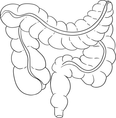 Anatomik insan bağırsak vektör çizgisi ikonu. İçe doğru elle çizilmiş. Vektör illüstrasyonu