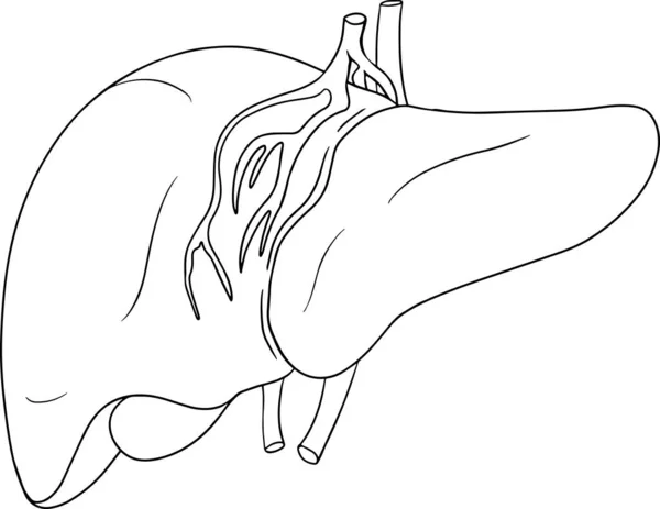 Anatomical Human Liver Vector Line Icon Hand Drawn Internal Vector — Stock Vector