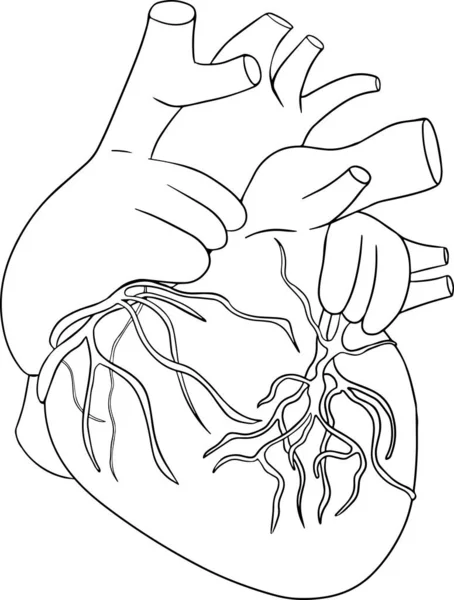 Ícone Anatômico Linha Vetorial Coração Humano Mão Desenhada Interna Ilustração — Vetor de Stock
