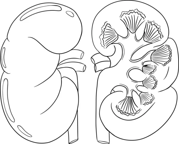 Anatomical Human Brain Vector Line Icon Hand Drawn Internal Vector — Stock Vector