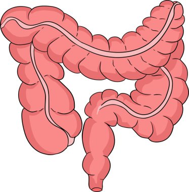 Anatomik insan bağırsağı vektörü renkli, karikatür simgesi. İçe doğru elle çizilmiş. Vektör illüstrasyonu