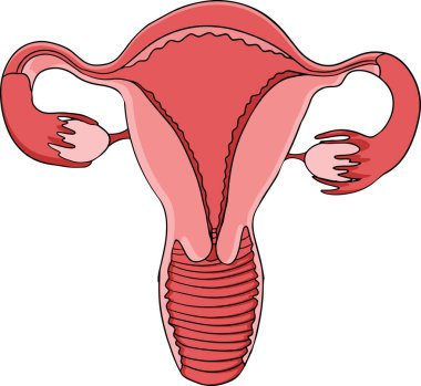 Anatomik insan rahmi vektör renkli, karikatür simgesi. İçe doğru elle çizilmiş. Vektör illüstrasyonu