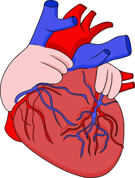 Vector Anatómico Del Corazón Humano Color Icono Dibujos Animados Mano — Vector de stock