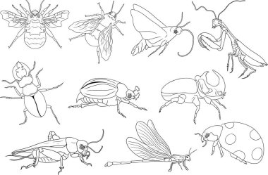 Böcek boyama sayfaları. Ayrıntılı illüstrasyon hataları ayarlandı. Vektör, el çizimi illüstrasyon. Vektör illüstrasyonu