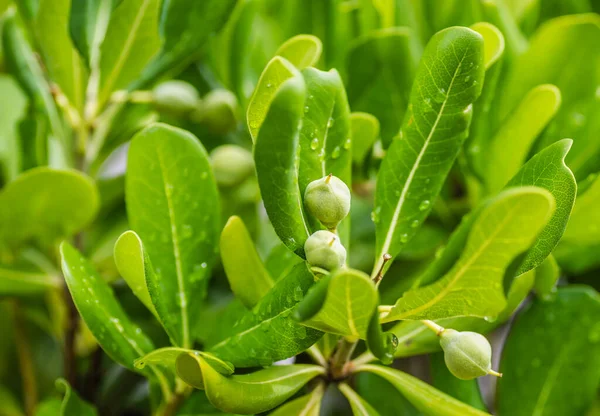  Pittosporaceae her zaman yeşil çalılık ve mevsim bitkileri. 