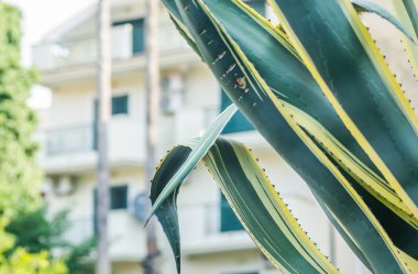 Karadağ 'ın İgalo kentindeki gezinti güvertesinin duvarı boyunca inen bir kaktüs..