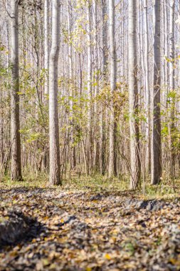 Yazın Tuna nehri kıyısındaki ılık ağaçların ormanı.