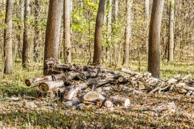 Yazın Tuna nehri kıyısındaki ılık ağaçların ormanı.