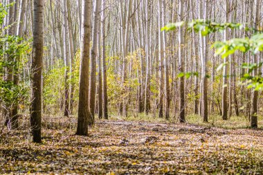 Yazın Tuna nehri kıyısındaki ılık ağaçların ormanı.