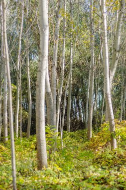 Yılın sonbaharında Tuna Nehri boyunca uzanan Genç Topola Ormanı.