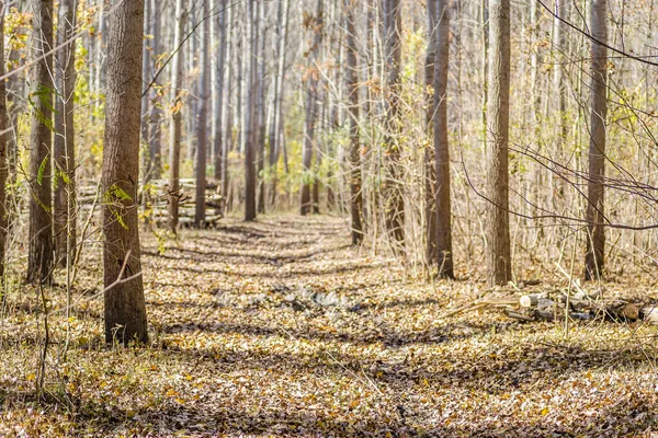 Yazın Tuna nehri kıyısındaki ılık ağaçların ormanı.