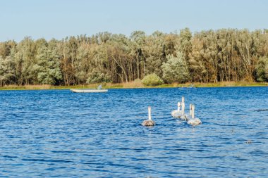 Sonbaharda Novi Sad kenti yakınlarındaki kanalın serin sularında genç kuğular. 