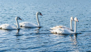 Sonbaharda Novi Sad kenti yakınlarındaki kanalın serin sularında genç kuğular. 
