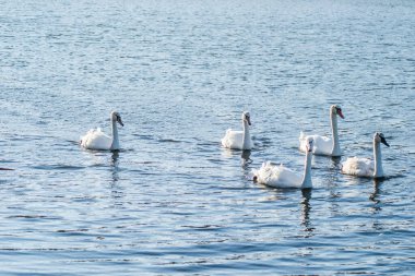 Sonbaharda Novi Sad kenti yakınlarındaki kanalın serin sularında genç kuğular. 