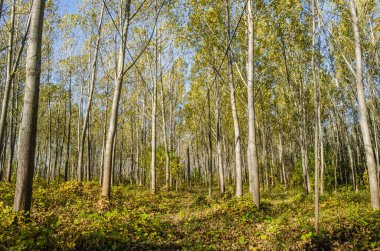 Ormanın ortamı sonbaharda, Tuna nehrinin kıyısında.