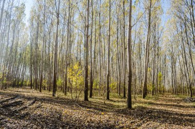 Ormanın ortamı sonbaharda, Tuna nehrinin kıyısında.