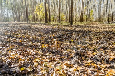 Ormanın ortamı sonbaharda, Tuna nehrinin kıyısında.
