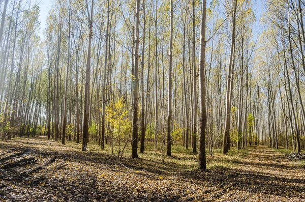 Ormanın ortamı sonbaharda, Tuna nehrinin kıyısında.