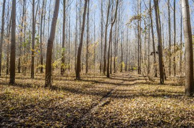 Ormanın ortamı sonbaharda, Tuna nehrinin kıyısında.