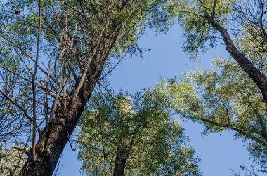 Ormanın ortamı sonbaharda, Tuna nehrinin kıyısında.