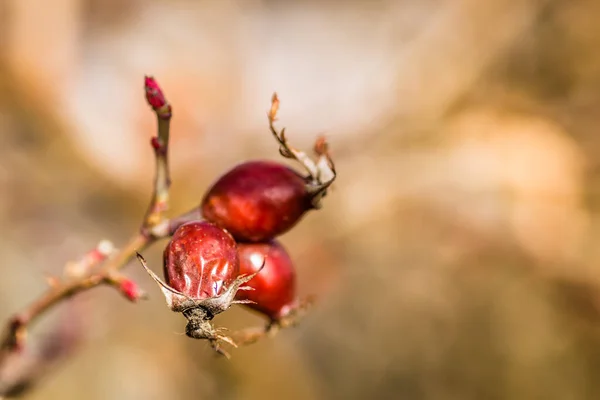 Fresh Ripe Rose Hips Raw Briar Berries Dog Rose Fruits — Stock Photo, Image