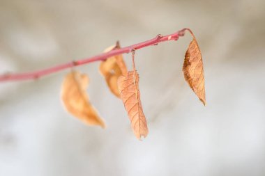 Kışın ağaç dallarında kuru yapraklar..